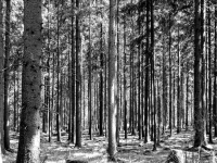 Wald
