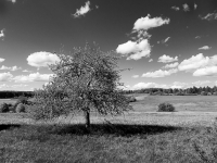 Baum