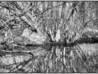 Nerstheimer-Detlef-BW-11