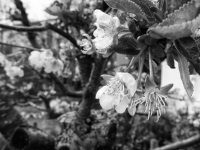 Nerstheimer-Detlef-BW-3