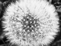 Nerstheimer-Detlef-BW-6