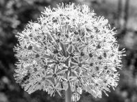 Nerstheimer-Detlef-BW-7