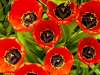 Tulpen