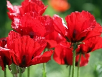 Mohn 1