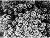Brombeeren