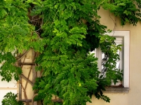 Fenster _MG_2253