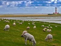 Westerhever 1
