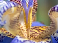 Orchidee