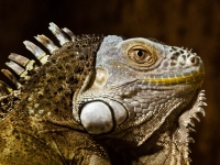 Leguan