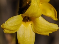 Forsythie