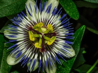 Jardins des Papillons Hunawihr