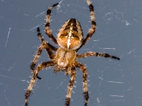 Kreuzspinne