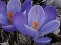 Krokus