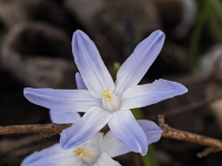 Sternhyazinthe
