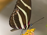 bella Farfalla