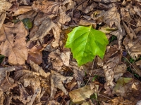 Herbst