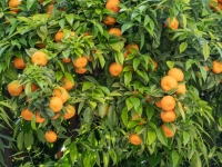 Orangenbaum
