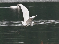 Reiher