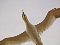 Überflieger