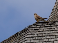 Turmfalke