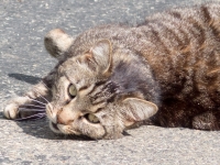 Katze
