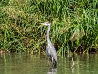 Graureiher (Ardea cinerea)