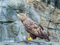 Seeadler (Haliaeetus albicilla)
