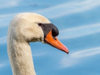 Höckerschwan