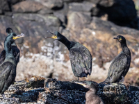 Krähenscharbe (Phalacrocorax aristotelis)