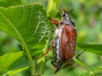 Maikäfer