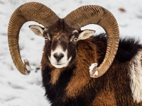 Mufflon