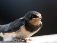 Rauchschwalbe (Hirundo rustica)