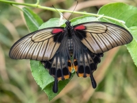 Allgäuer Schmetterling-Erlebniswelt Pfronten - Weißbach