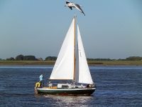 Eine flog __bers Segelschiff