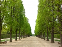 Allee Schloss Pilnitz