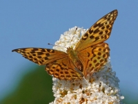 Distelfalter_Werner Dietz