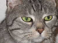 Kater Moritz_Werner Dietz
