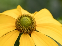 Nerstheimer _Rudbeckia