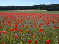 Neuner_Klatschmohn Steinheim-Sontheim