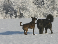 Csefalvay Alois_ IMG_7858 k