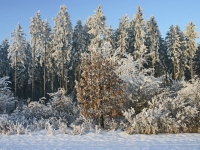 Csefalvay Alois_ IMG_7935