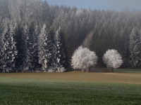 Martin Neuner