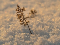 Dirk_Kohle-Nächstes_Jahr_wieder_neu