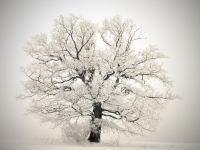 Radenbach_Werner-02