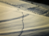Kurt Kuhn - Spuren im Schnee