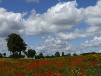 Sommerlandschaft