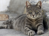 Tiere in ihrer nat__rlichen Umgebung
