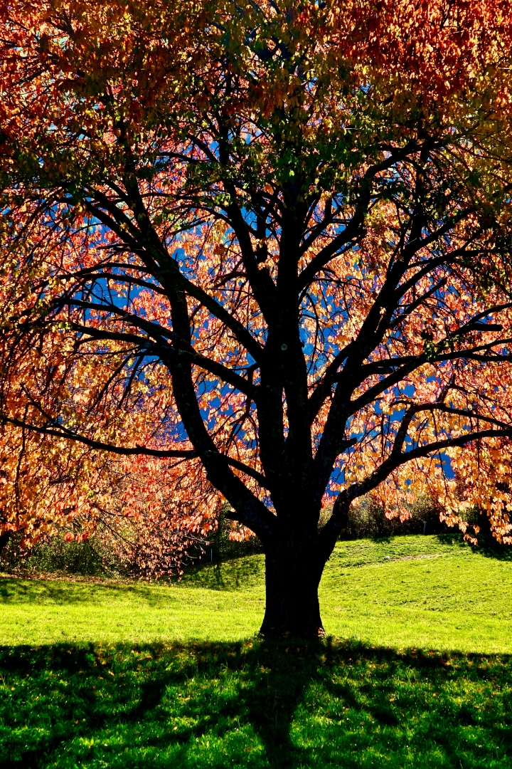 Kirschbaum im Herbst 19 Kirschbaum im Herbst