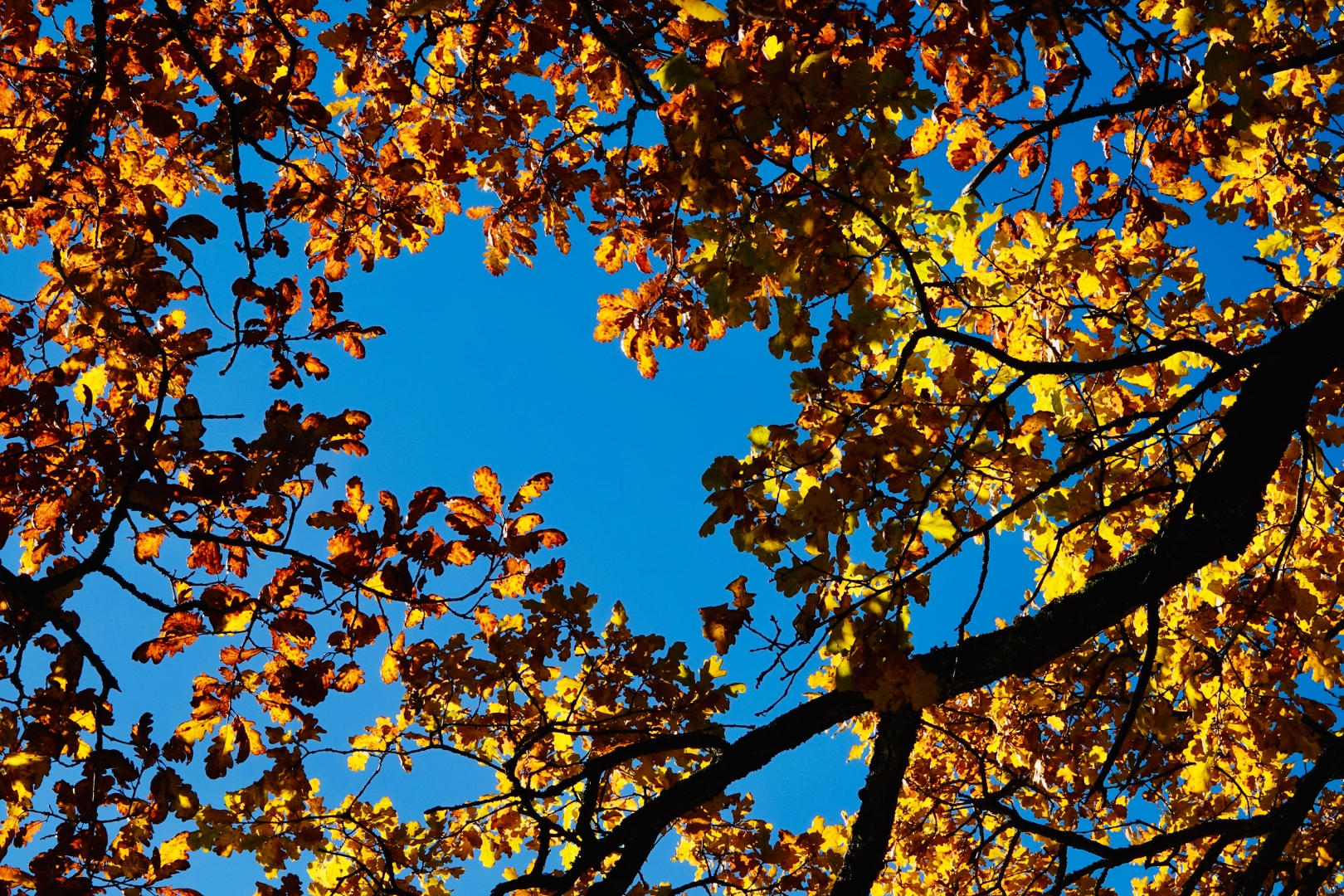 Eichenlaub im Herbst 21 Eichenlaub im Herbst