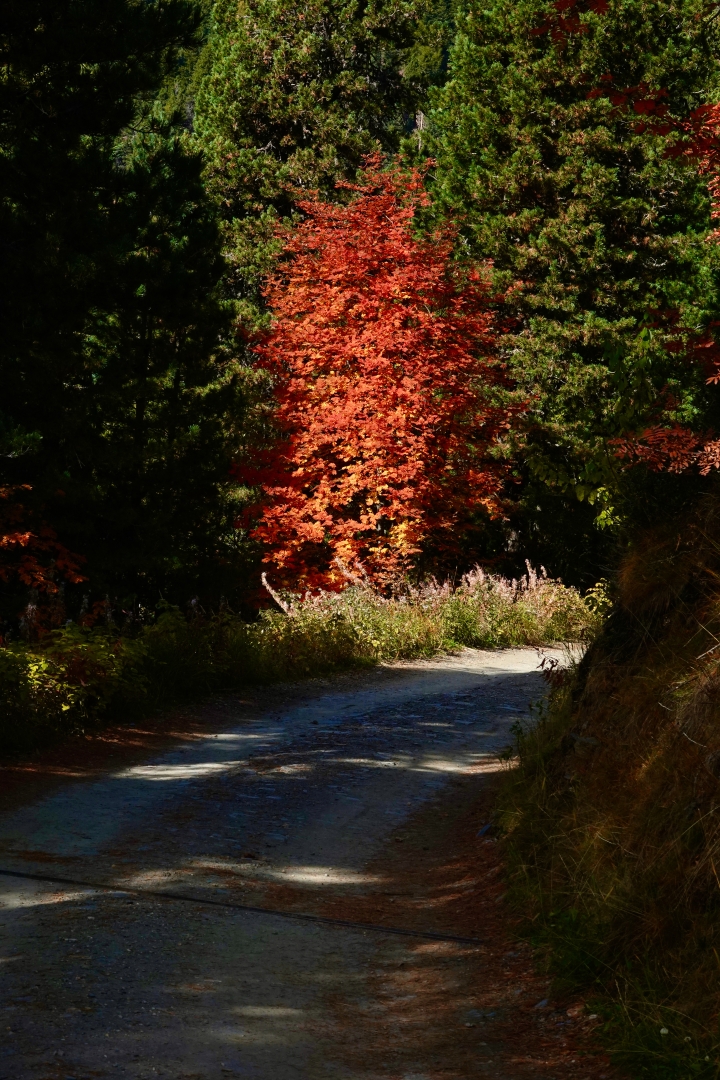 Buche im Herbstlaub (Südtirol) 23 Buche im Herbstlaub (Südtirol)